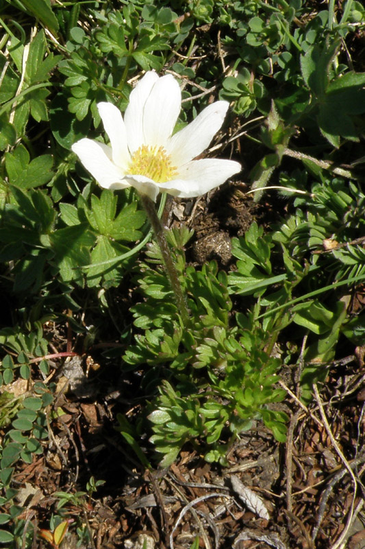 Pulsatilla alpina subsp. millefoliata